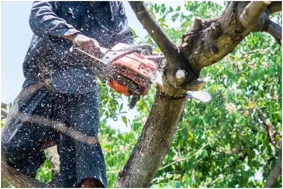 tree services Sherwood
